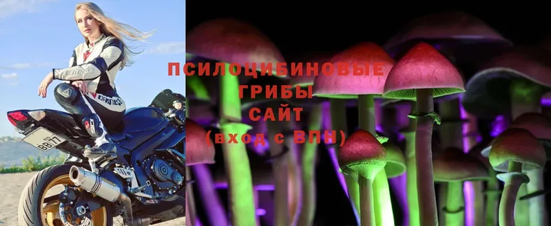 что такое   Добрянка  Псилоцибиновые грибы Magic Shrooms 